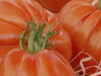 Les tomates anciennes de Provence