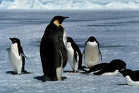 Aptenodytes Forsteri, the Emperor Penguin