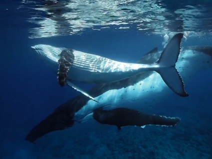 Caresser les baleines