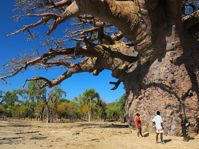 Baobabs entre terre et mer