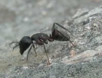 Formats Ibériques : le monde des fourmis