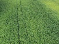 Les business légaux du cannabis