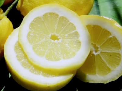 Le citron de Menton
