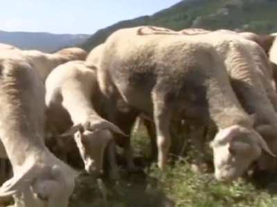 L'agneau de Sisteron