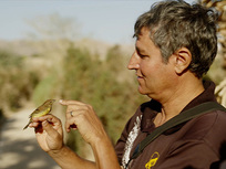 Le combat pour les oiseaux, dans le ciel d'Israël