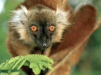 Madagascar, grandeur nature