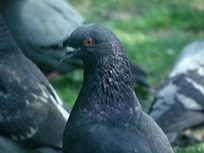 Les pigeons du square