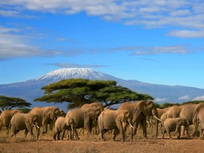 Kenya, le plus grand safari