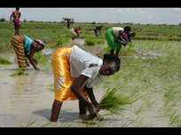 Mali : les paysans veillent au grain